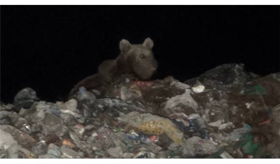 Ayılar köpeklerle birlikte besleniyor