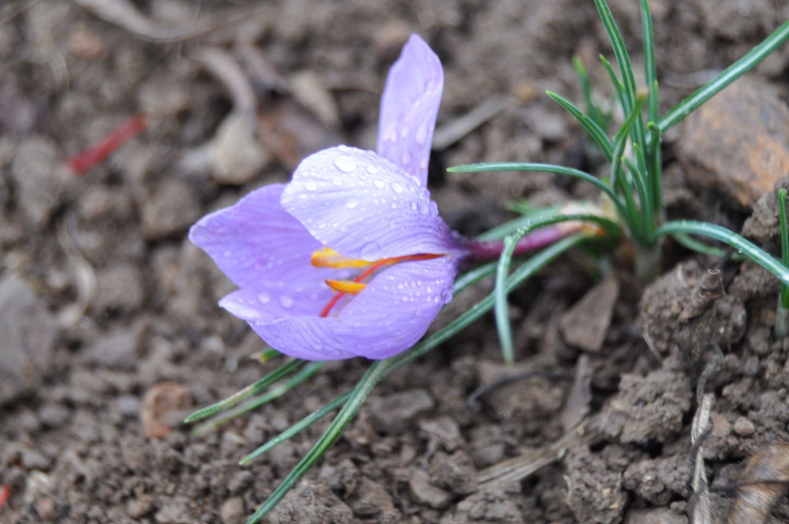 Safranın 1 kilosu 15 bin dolar