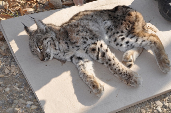 Köylüler bu halde buldu