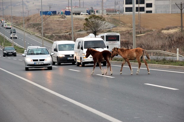 Yola çıkan sahipsiz atlar trafiği aksattı