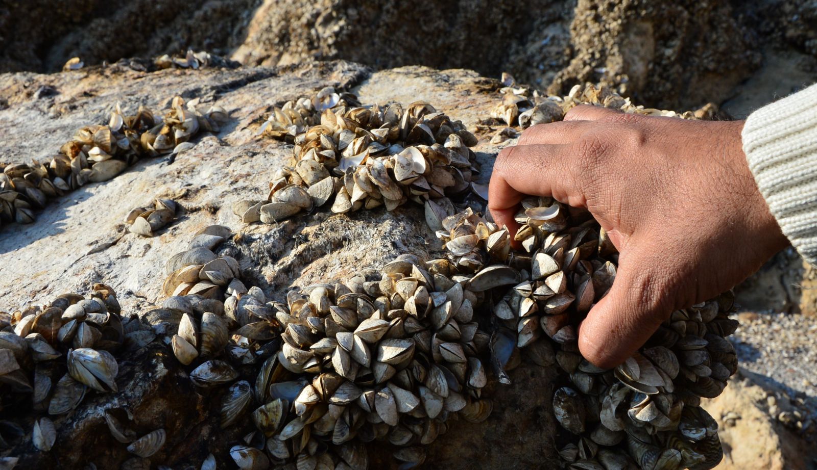 Suyu çekilen barajdan 'midye tarlası' çıktı