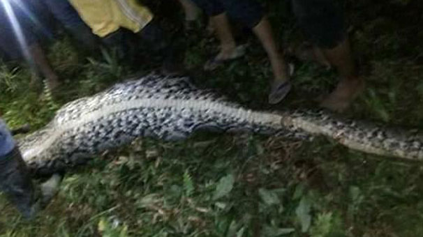 Piton yılanının içinden adam çıktı