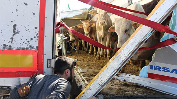 Büyükbaş hayvan taşıyan tırlar çarpıştı