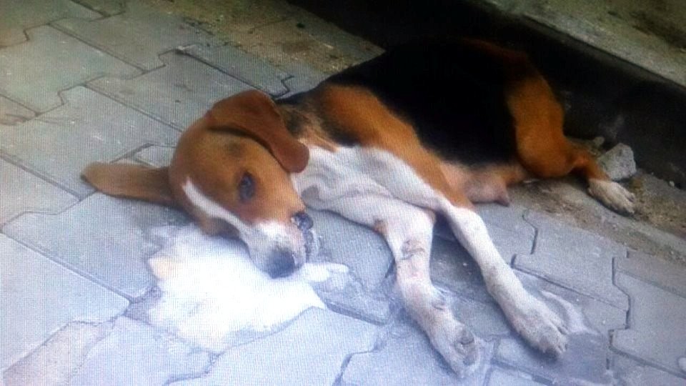 Kedi ve köpekleri tarım ilaçlı etle zehirlediler