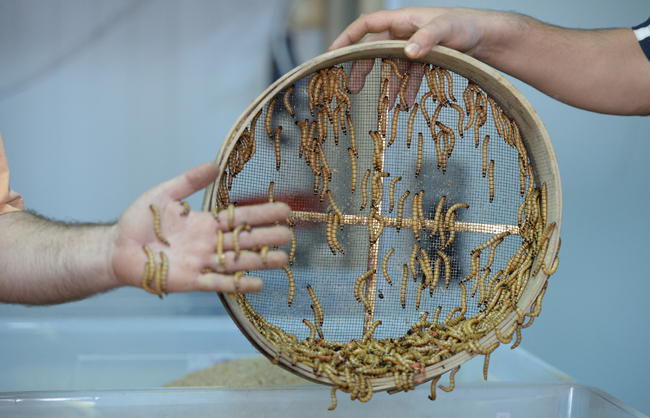 Un kurduna yoğun talep!