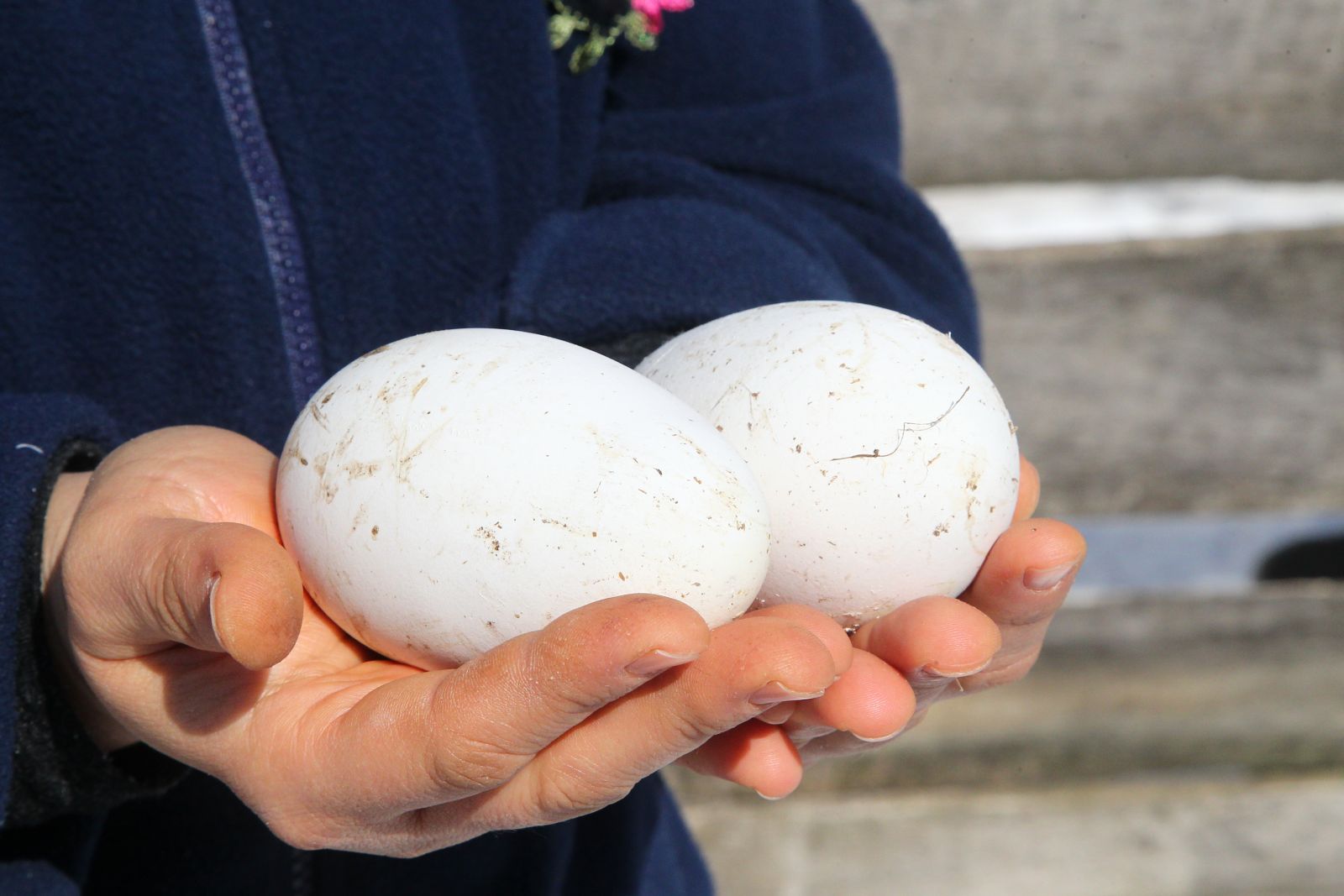 Gelin geldiği köyde, patron oldu