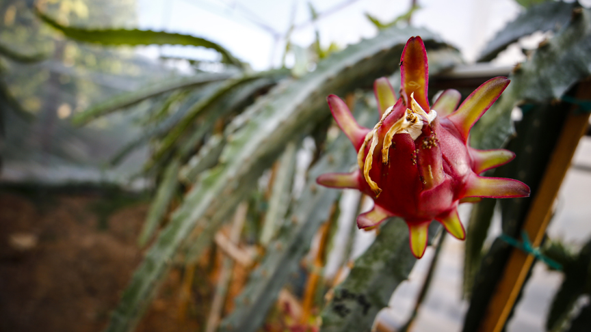 Türkiye'nin ilk tropikal meyvesine tescil