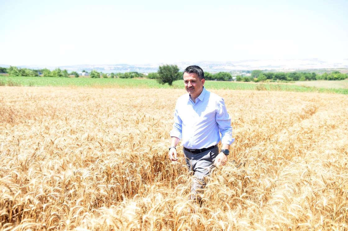 Bakan Pakdemirli Büyükçekmece'de buğday hasadı yaptı