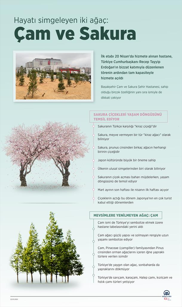 Hayatı simgeleyen iki ağaç: Çam ve sakura
