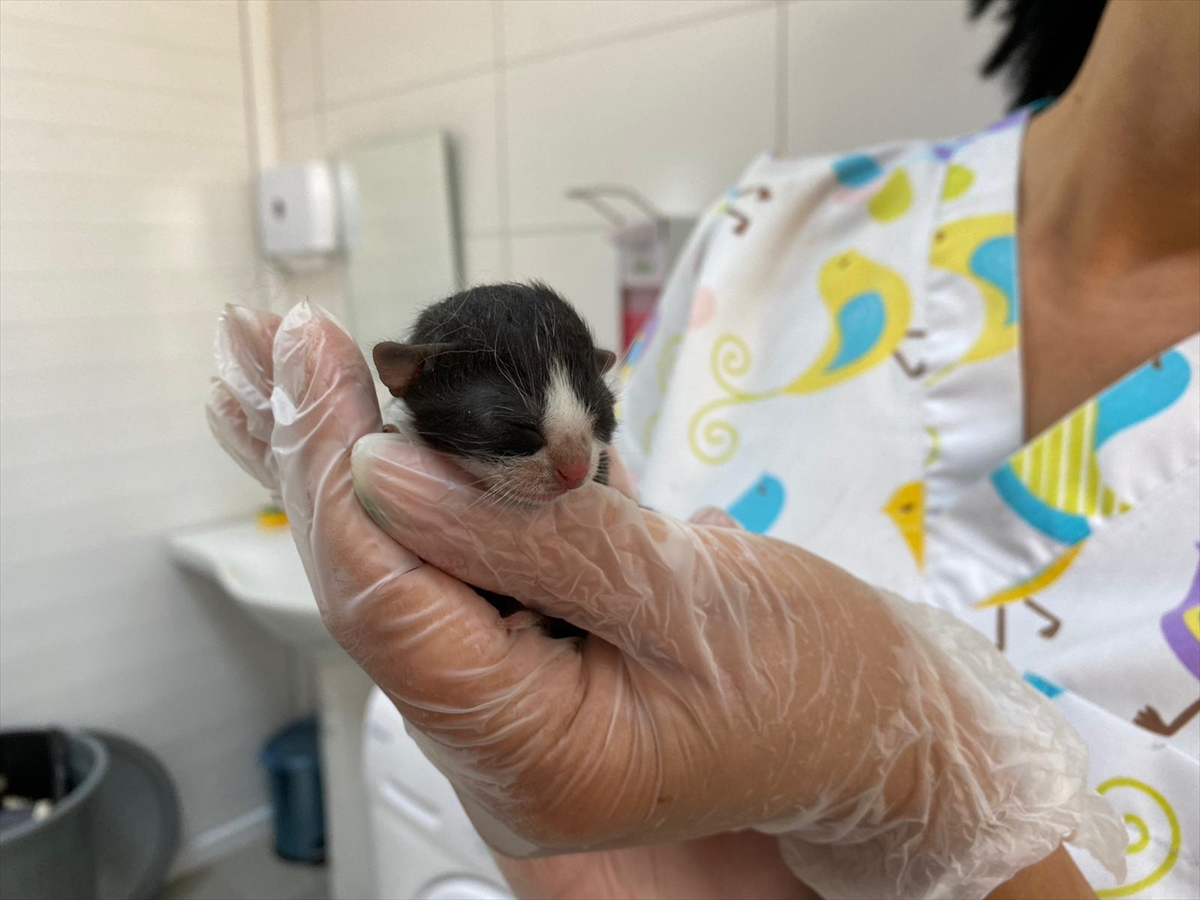 10 gramlık minik kediye özel beslenme programı uygulanıyor