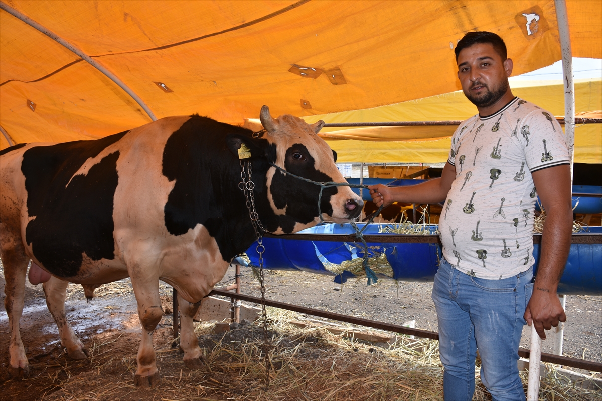 Tekirdağ'da 1 ton 200 kilogramlık 'İbocan' adlı dana 24 bin liraya alıcı bekliyor