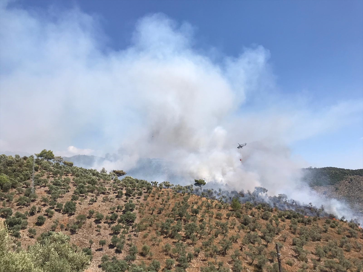 Milas'ta orman yangını