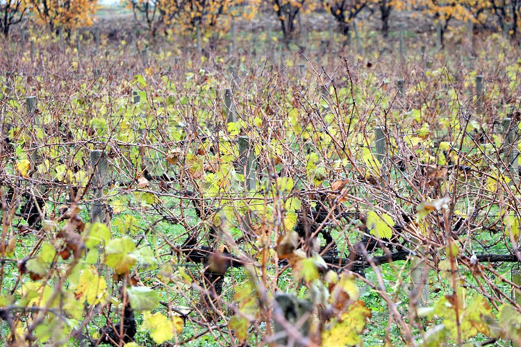 Trakya'da etkili olan yağış çiftçilerin yüzünü güldürdü