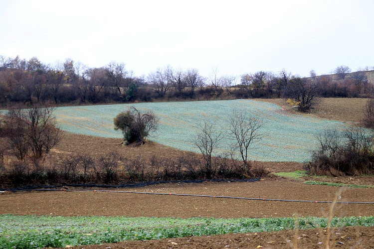 Trakya'da etkili olan yağış çiftçilerin yüzünü güldürdü