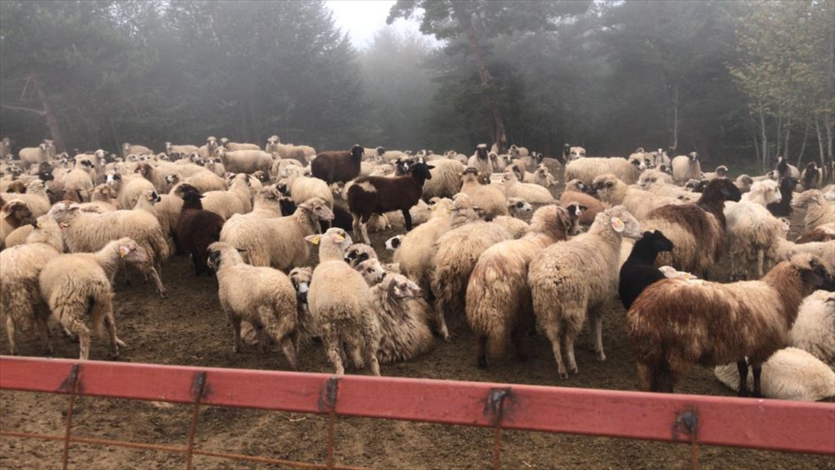 Dolandırıcılıkla çiftlik kurdular: 90 milyon liralık 'ucuz araba' vurgunu