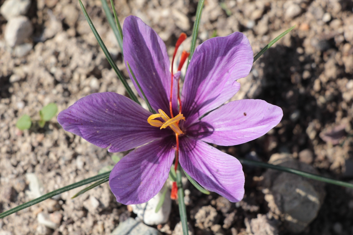 Beypazarı'nda deneme amaçlı ekilen safran hasat edildi