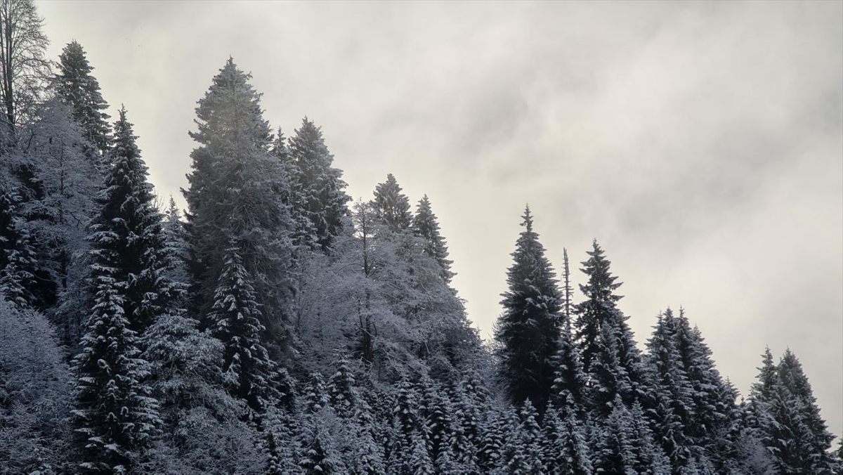 Rize'nin yüksek kesimlerinde kar yağışı etkili oldu Rize'nin yüksek kesimlerinde kar yağışı etkili oldu