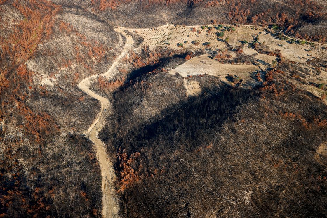 Antalya'daki orman yangınının izlerini silecek ilk fidan yarın toprakla buluşacak