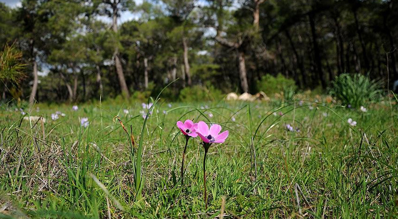İlk cemre düştü mü? Cemre ne zaman düşecek?