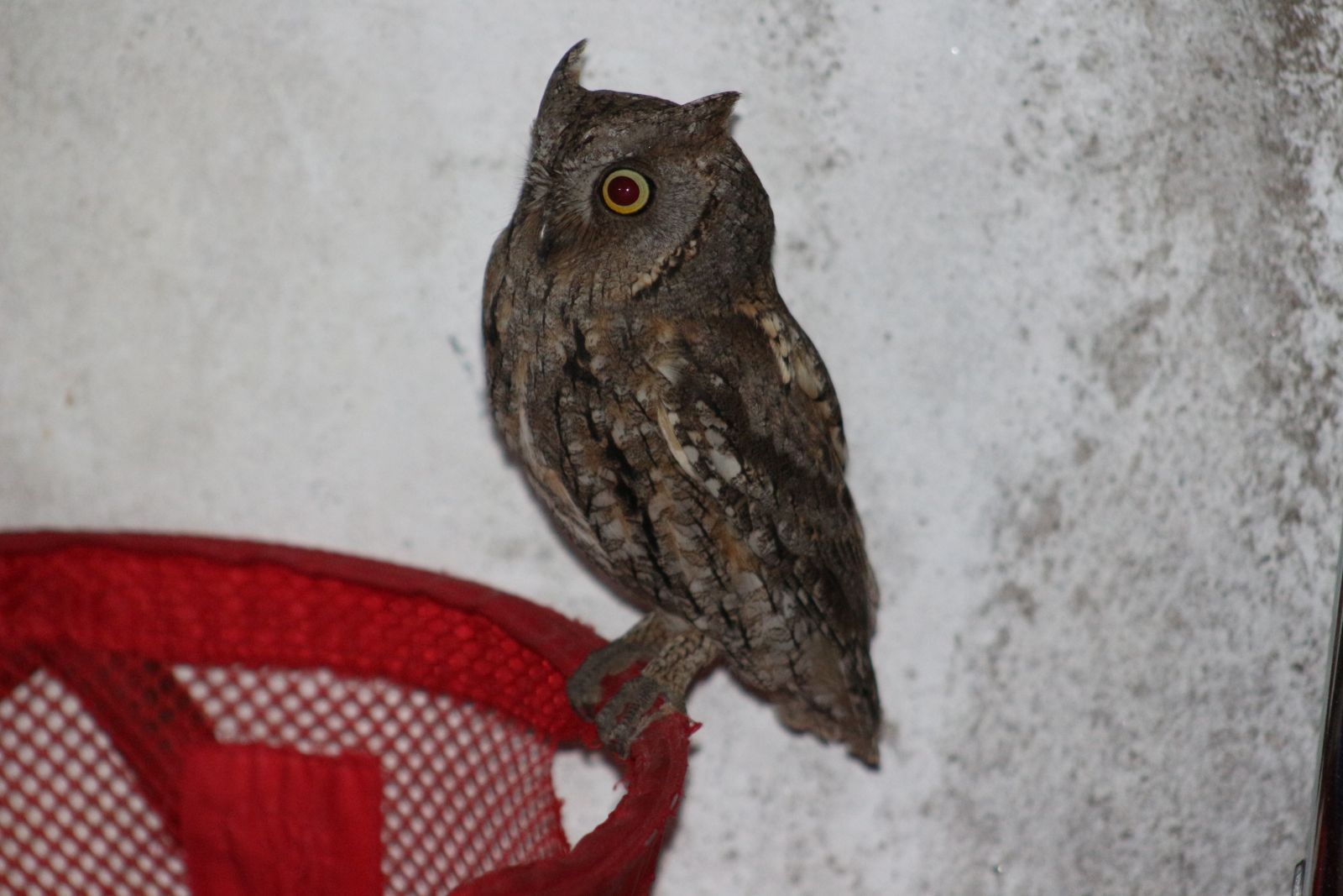 Baykuş apartmanı mesken tuttu