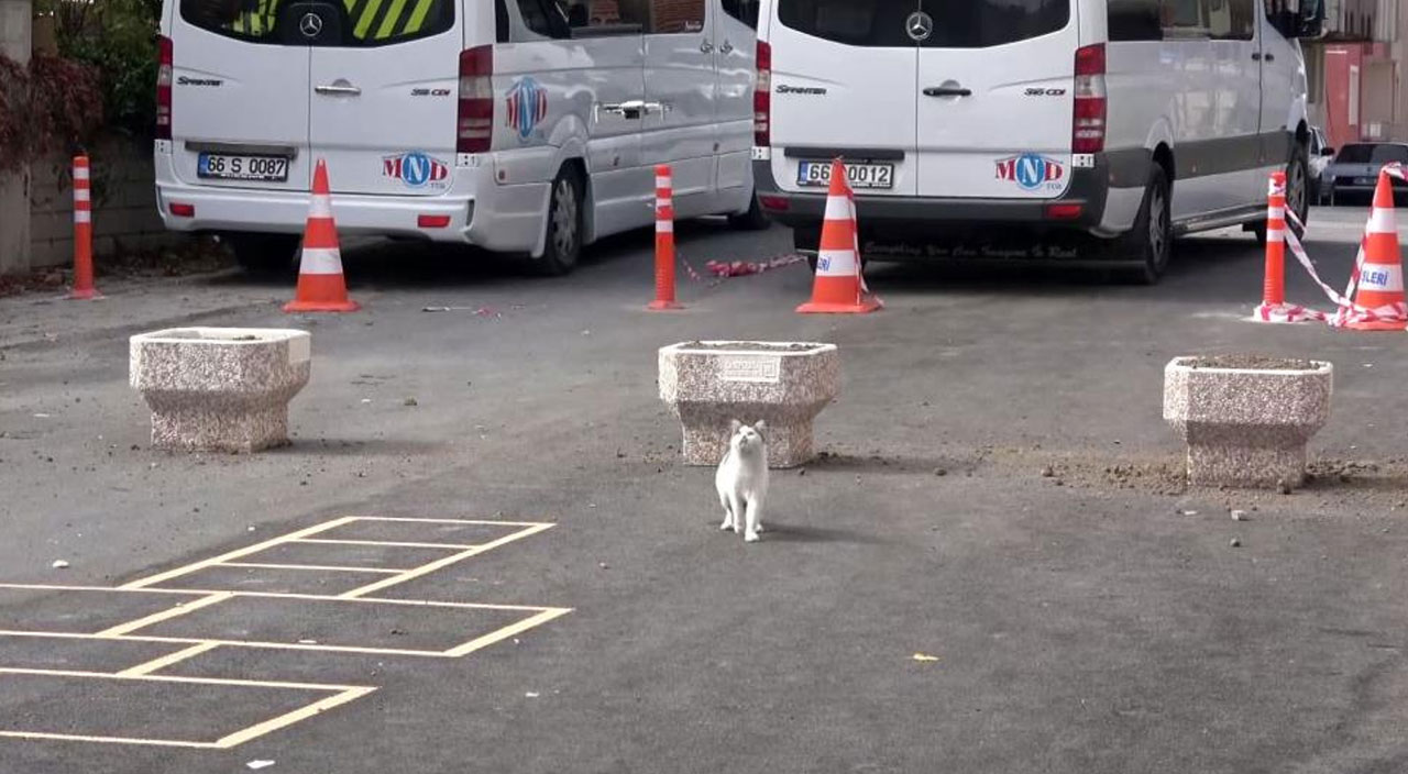 Meraklı kedi drone ile oynadı