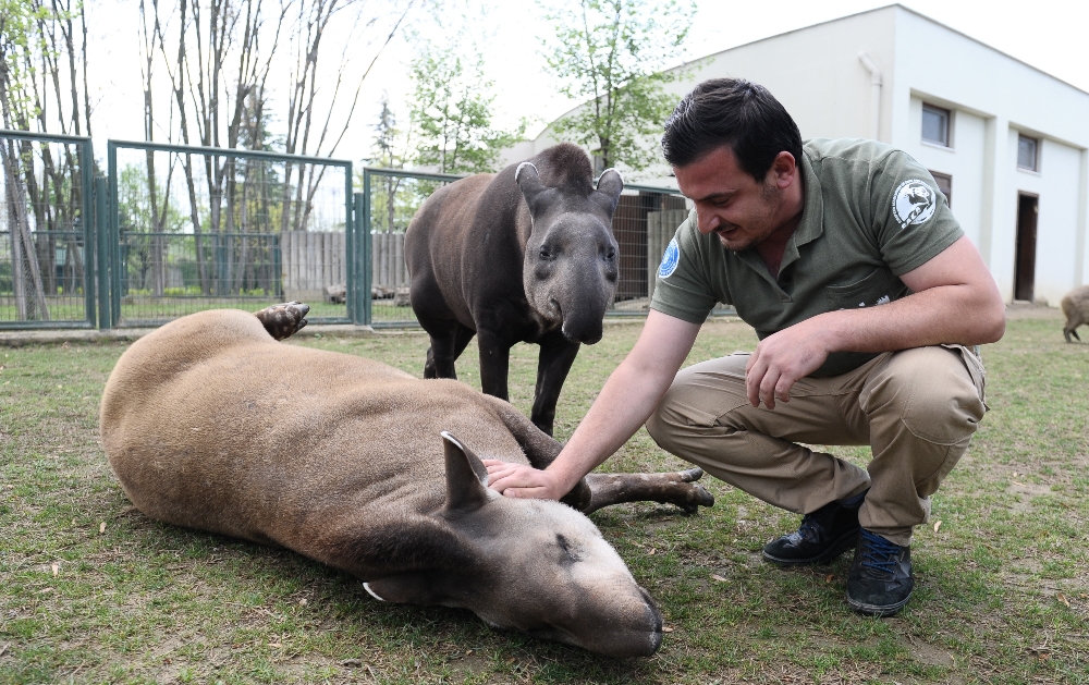 Masaj salonu değil hayvanat bahçesi