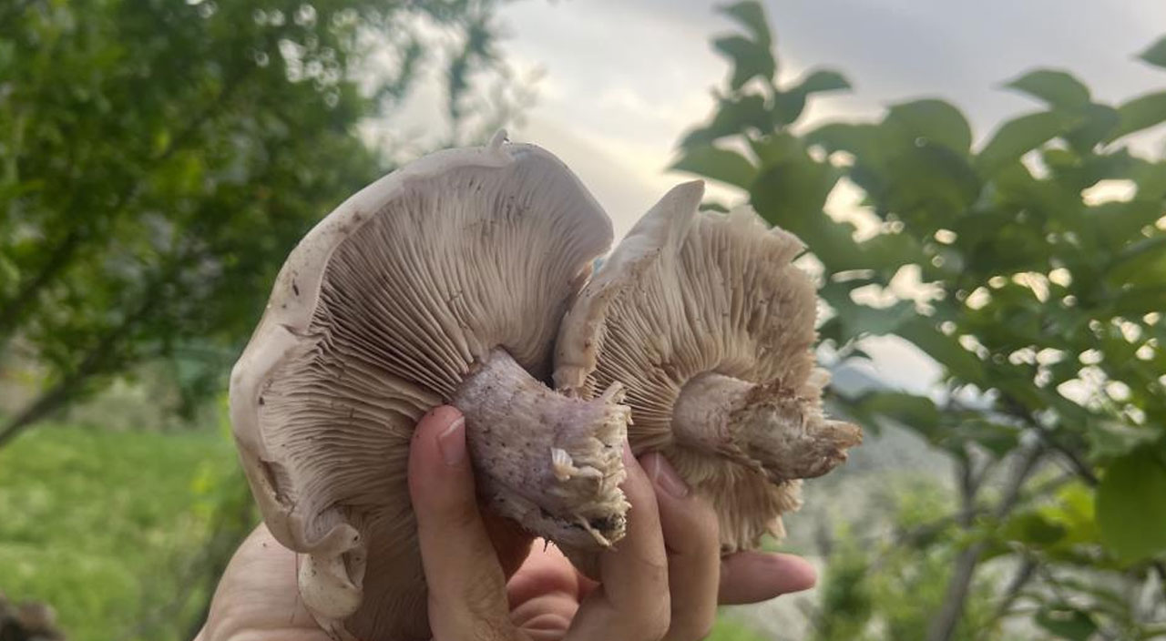 Sipariş üzerine toplanıyor: Kırmızı etin yerine tüketiliyor