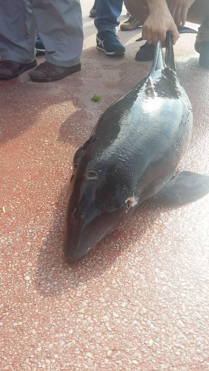 Yunusu ateş ederek öldürdüler