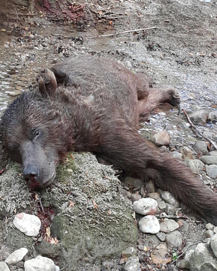 Balık avlamaya giden 2 kişiye ayı saldırdı