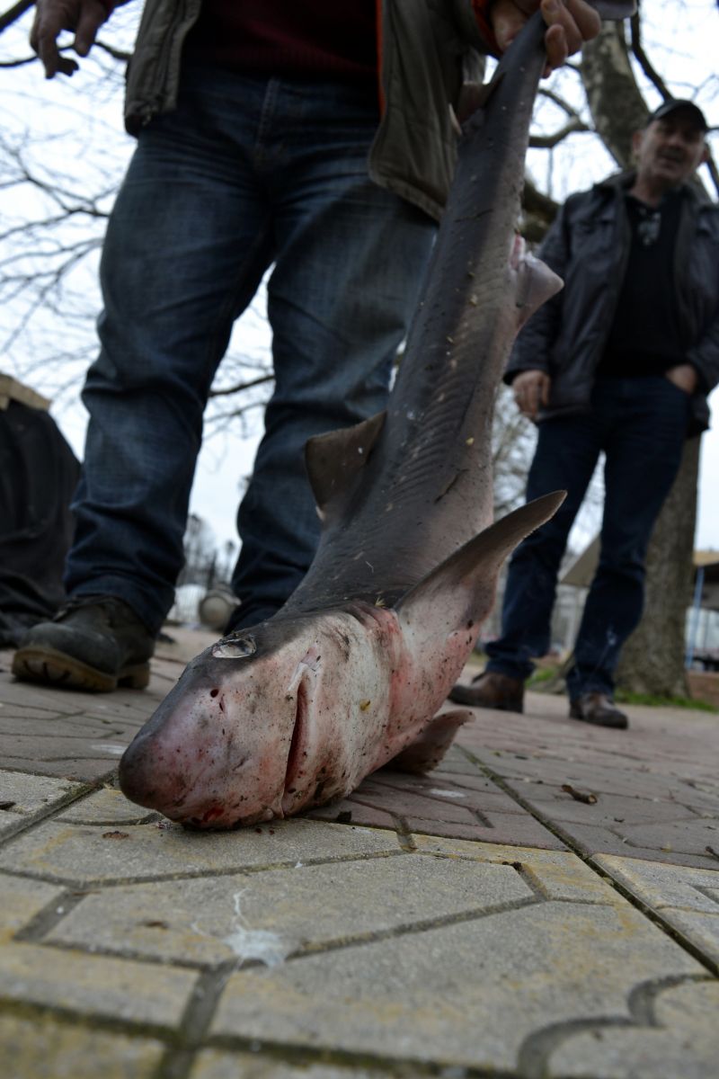 Karadeniz'de köpek balığı yakalandı