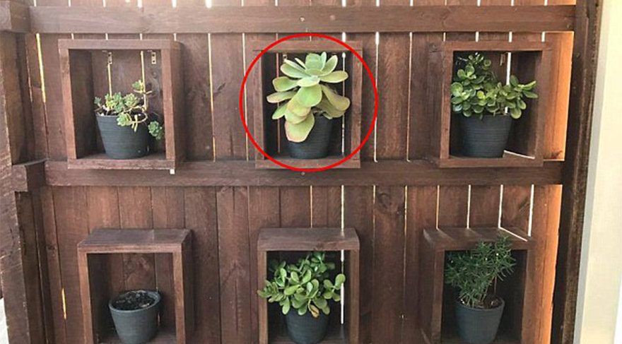 Fotoğrafta 1.8 metrelik dev bir piton var ama onu kimse göremiyor