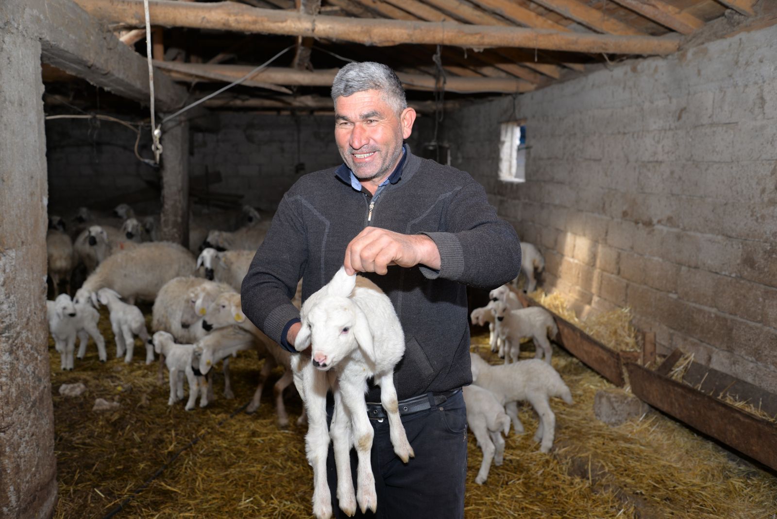 Kayseri'deki 3 kulaklı kuzu görenleri şaşırtıyor