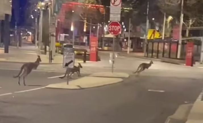 Karantina sebebiyle insanlar evlerine çekildi, sokaklar kangurulara kaldı