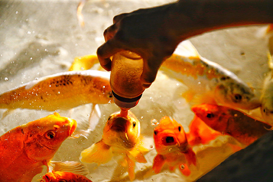 Balıkları biberonla besliyorlar