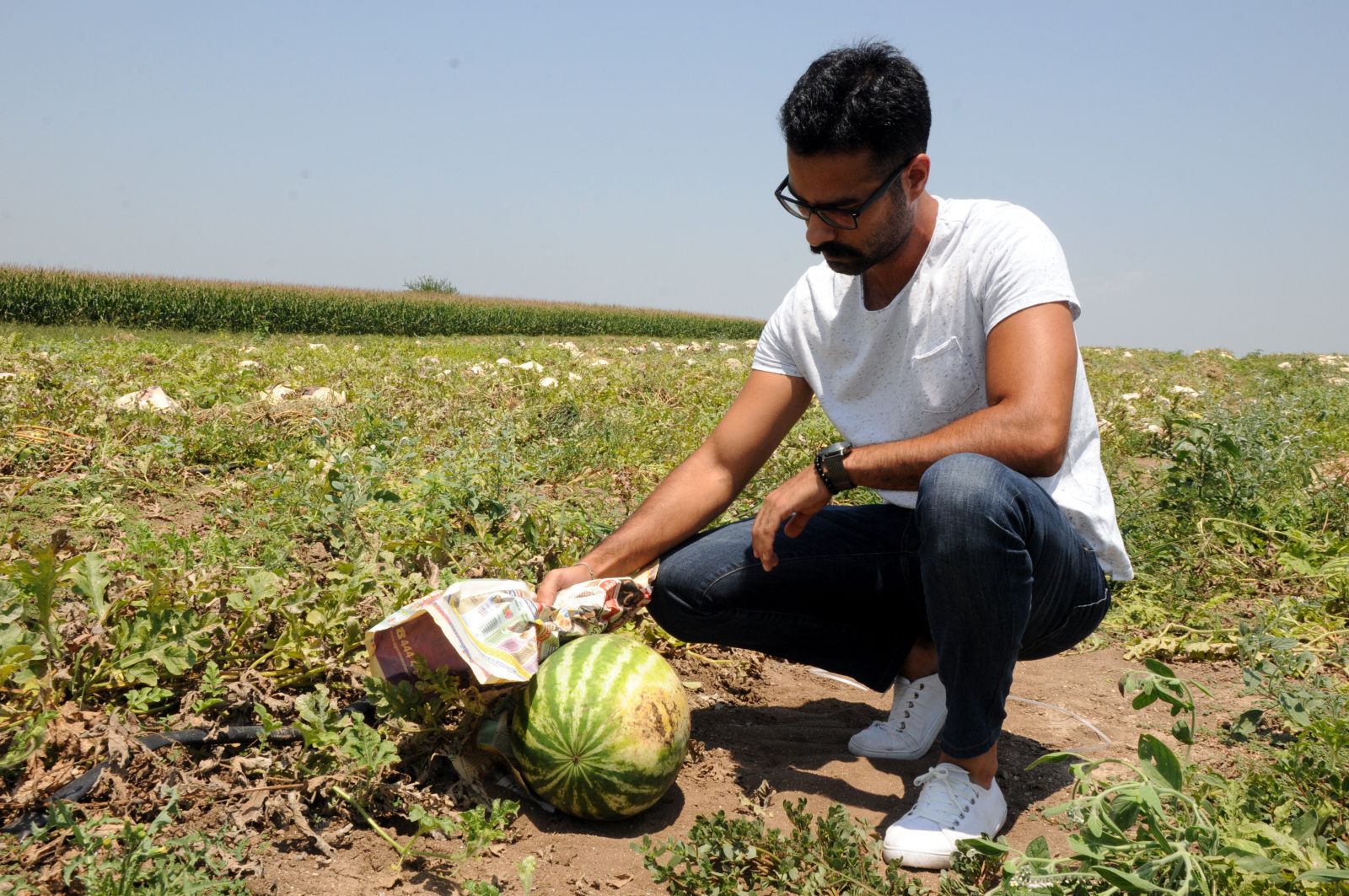 Tarladaki karpuzları gazeteye sararak sıcaktan koruyorlar