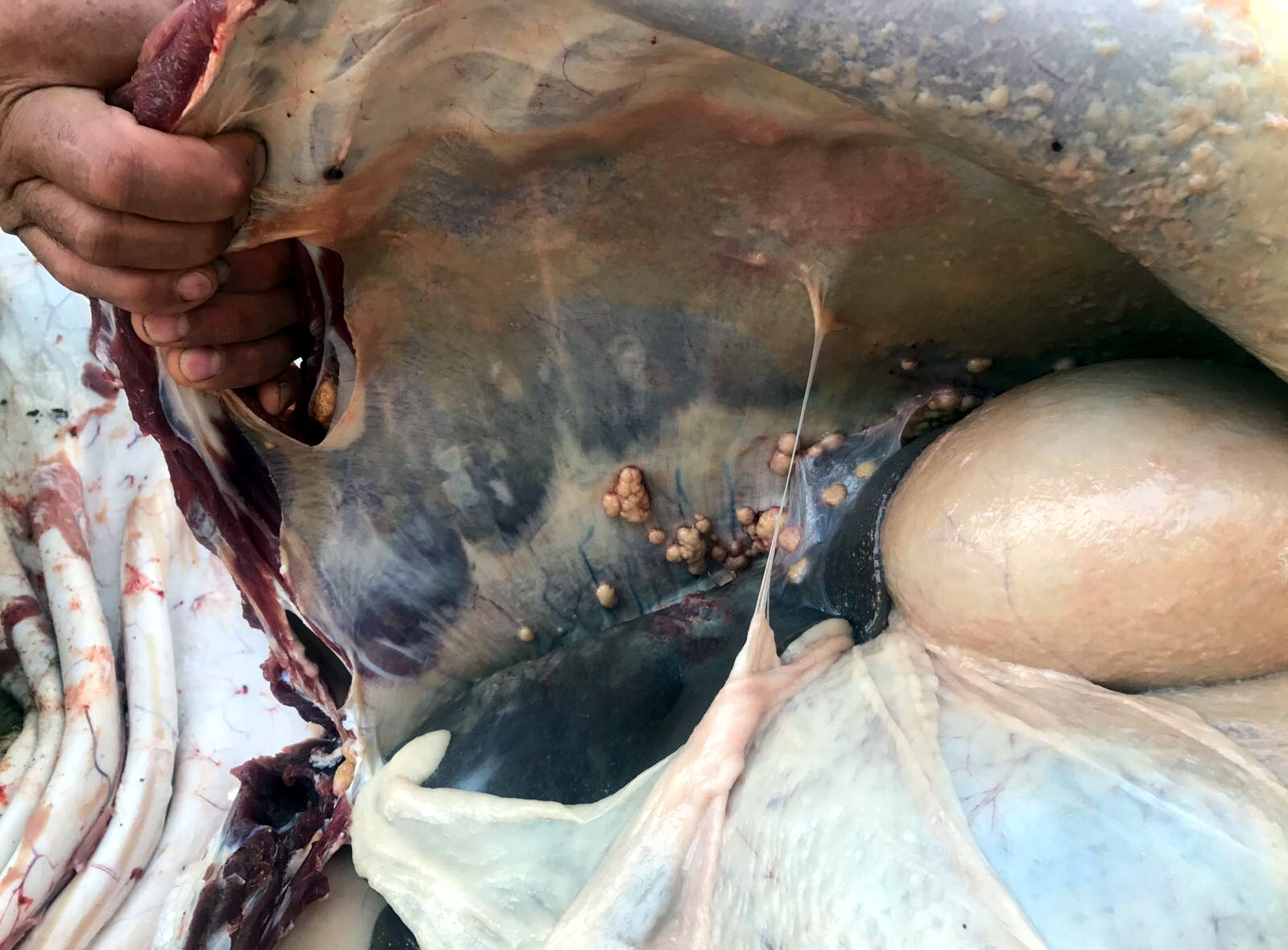 Kurbanlığı kestikten sonra öyle bir manzara ile karşılaştılar ki!