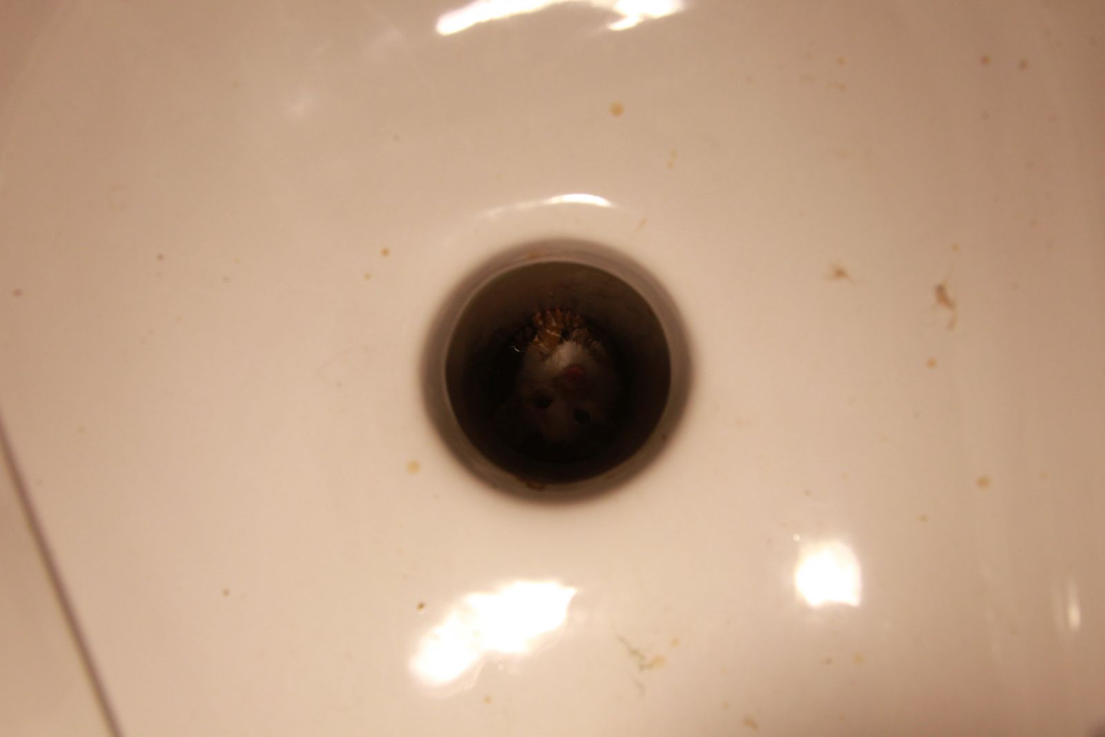 Tuvalete düşen kediyi AFAD ekibi kurtardı