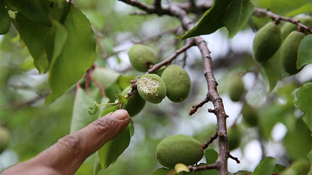 Dolu tarım ürünlerine zarar verdi