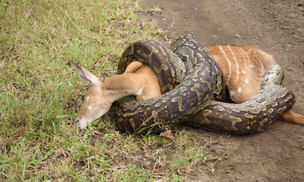 Dünyanın en büyük yılanı: Anakonda | En ağır yılan kaç kilo?