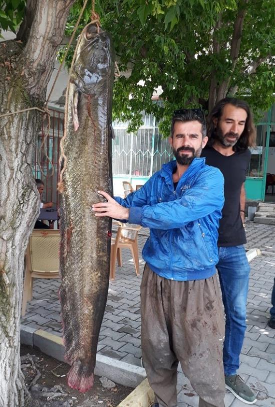 Tam 2 metre! Gören bir daha baktı...