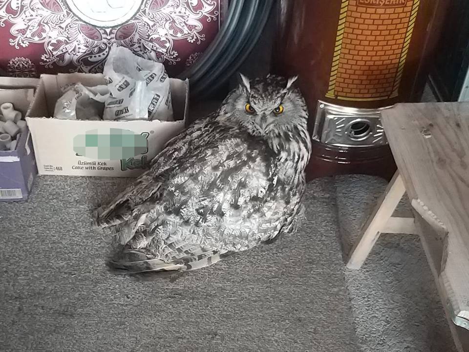 Kars’ta yaralı puhu tedavi altına alındı