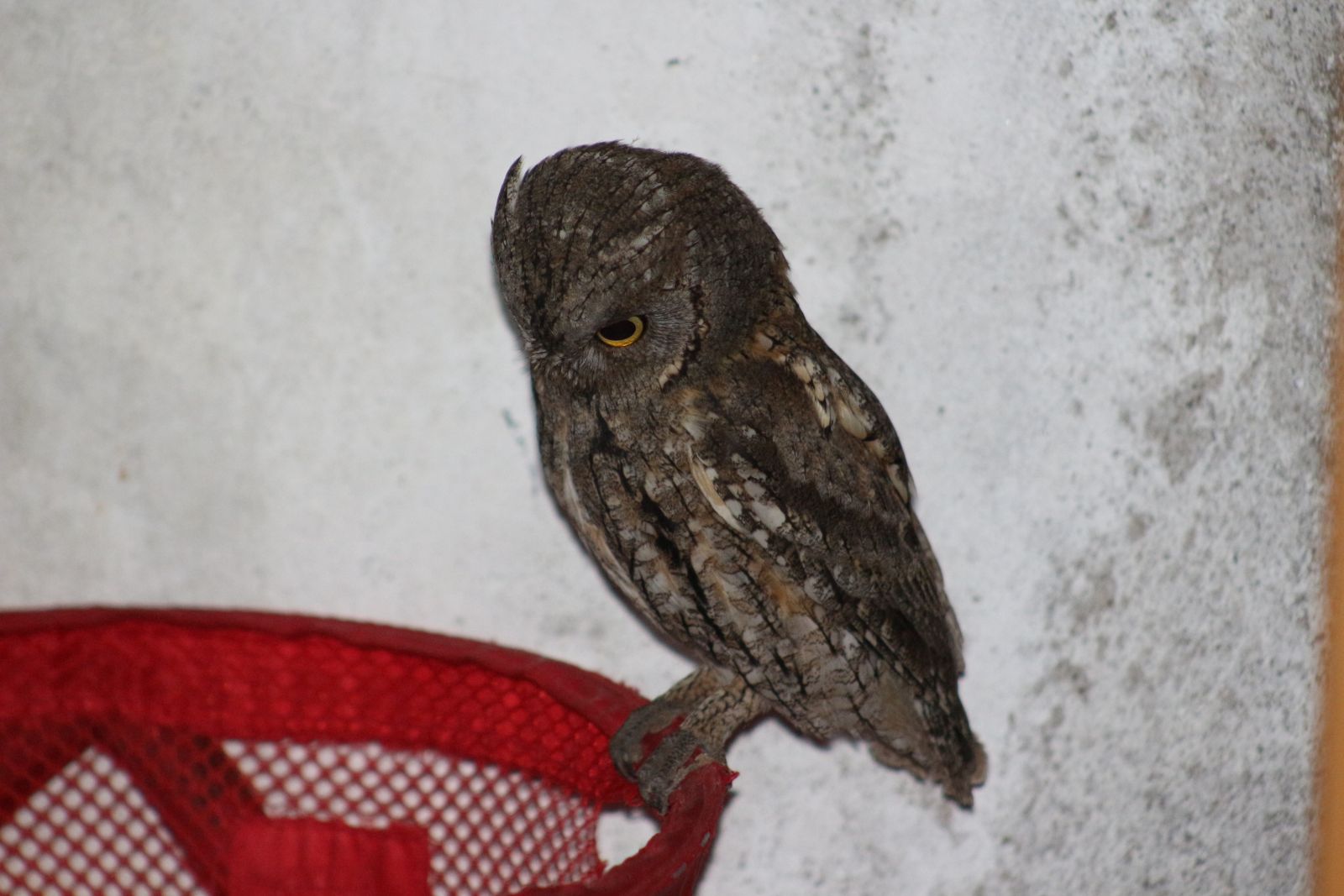 Baykuş apartmanı mesken tuttu