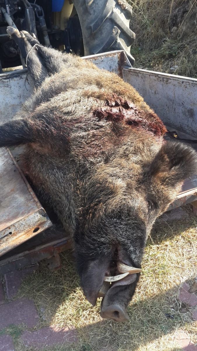 Görenleri şaşkına çevirdi! 2 saat kovalamaca sonrası 290 kiloluk domuzu vurdular