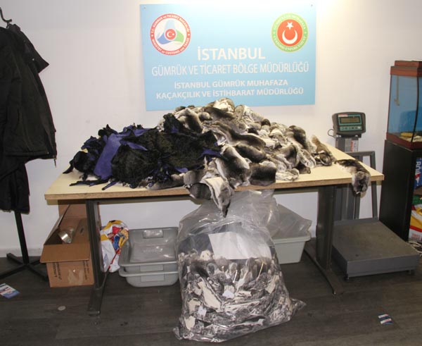 Atatürk Havalimanı'nda 'Çinçila' alarmı