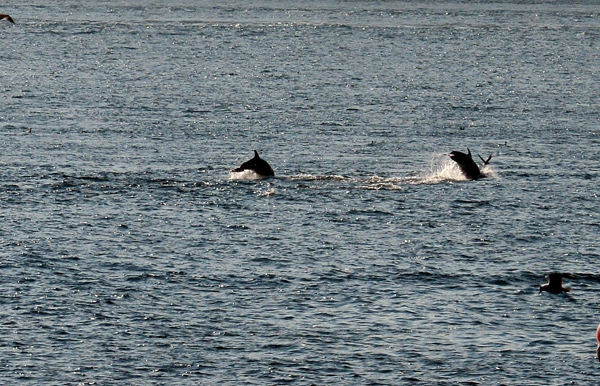 Boğaz'dan bu defa yunuslar geçti!