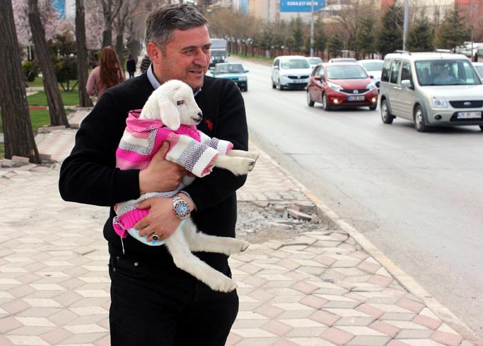 Kuzuya evde bebek gibi bakıyorlar