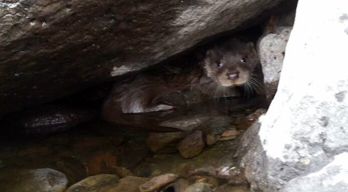 Elazığ'da görüldü!