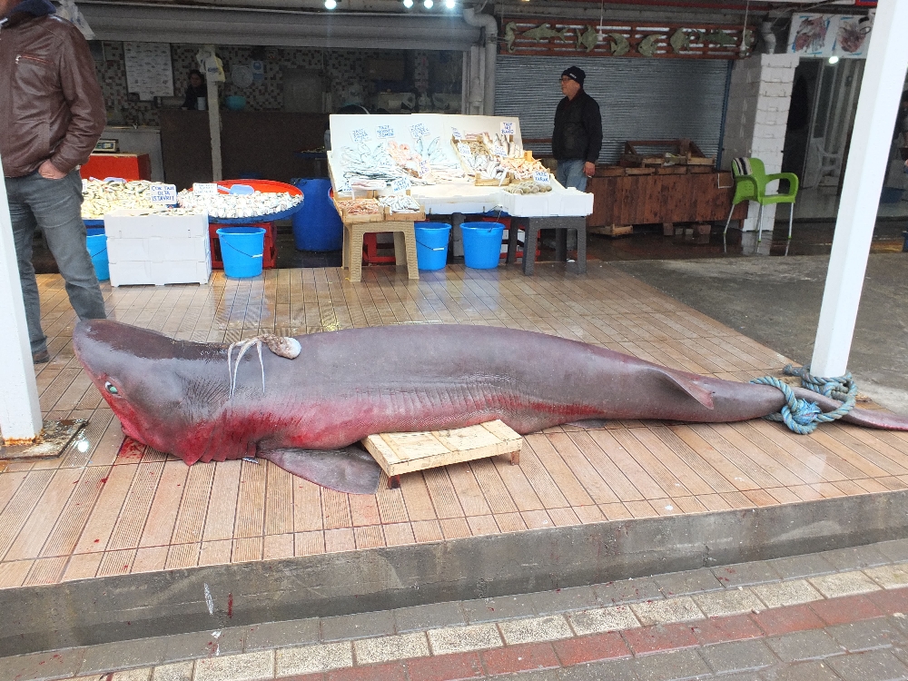 Hamsi ağlarına dev köpek balığı takıldı