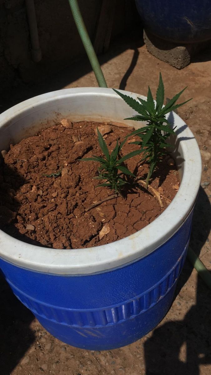 Evde saksılara ekili kenevir ele geçirildi