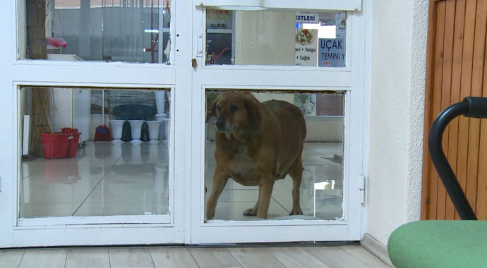 Sokak köpeği noter huzurunda hayatını yaşıyor